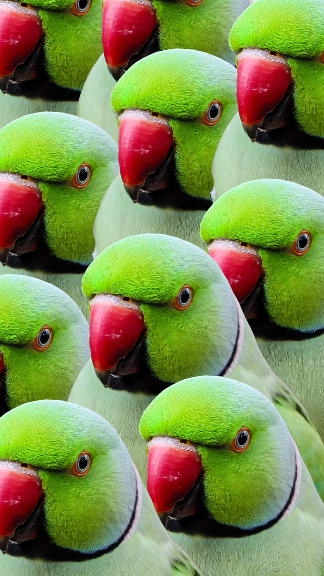 Green Parrot Pattern Background