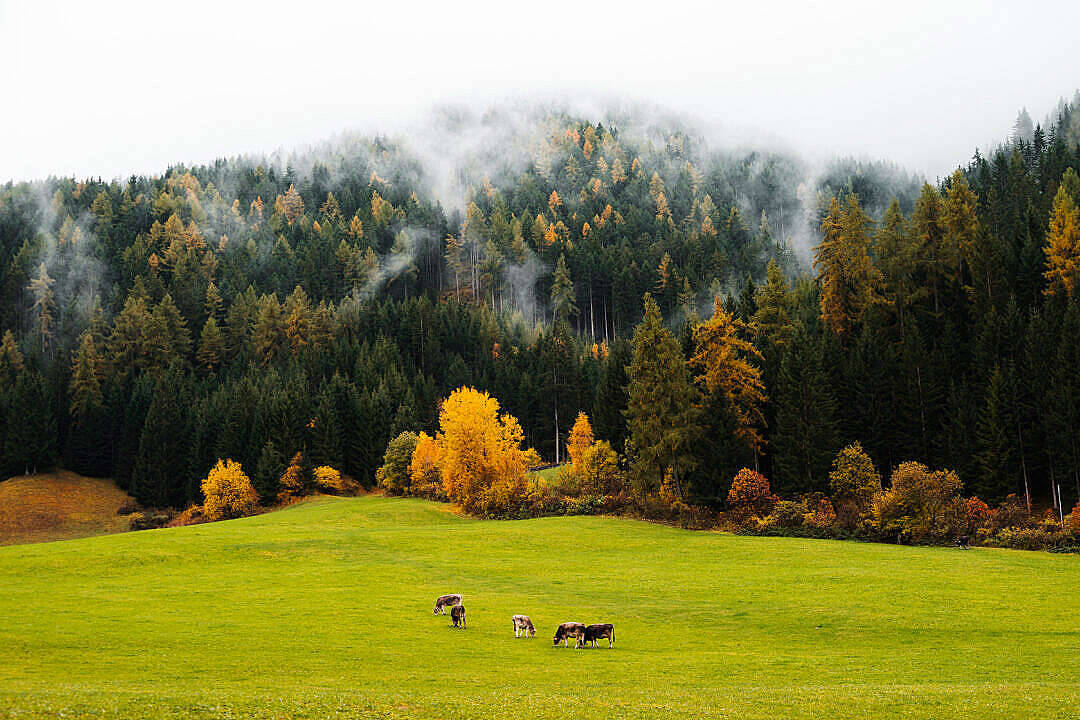 Green Pasture Nature Scenery Background