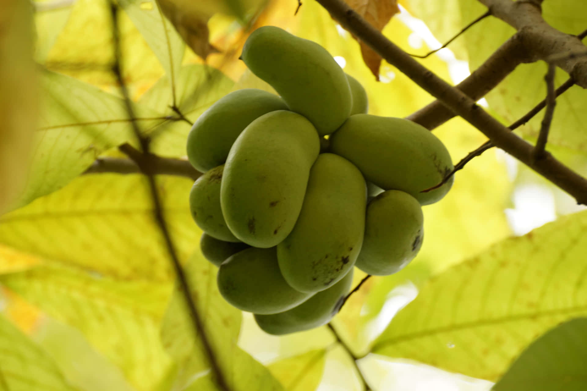 Green Pawpaw Clusteron Tree Background