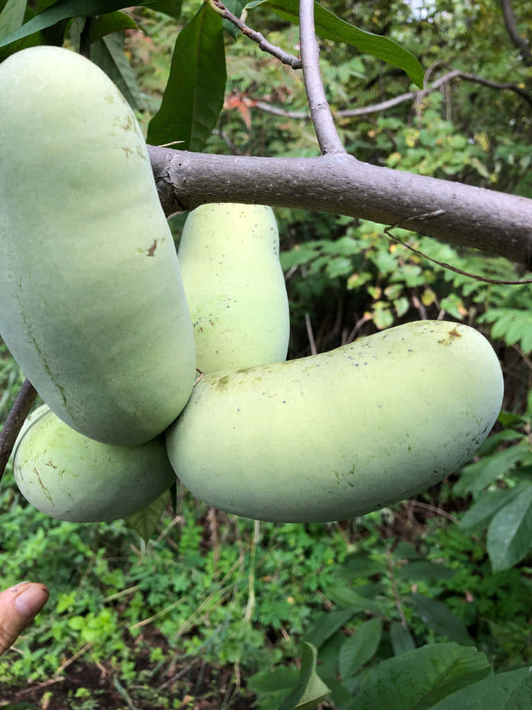 Green Pawpaw Fruit Cluster