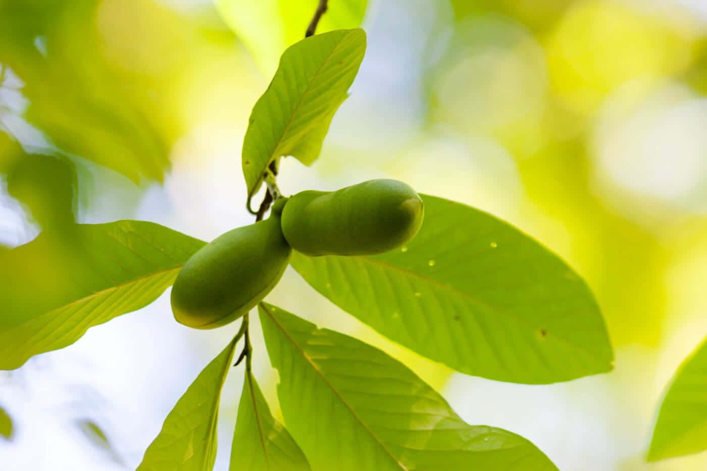 Green Pawpaw Fruiton Tree