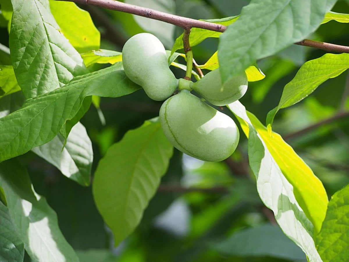 Green Pawpaw Fruiton Tree Background