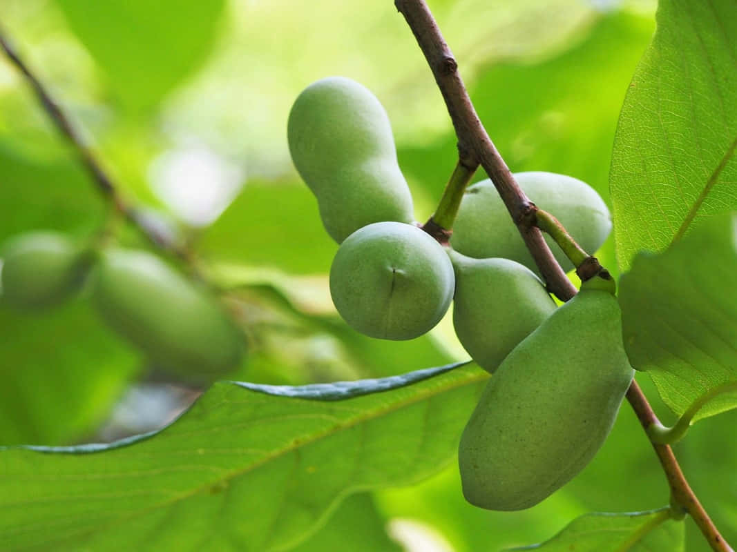 Green Pawpaw Fruiton Tree