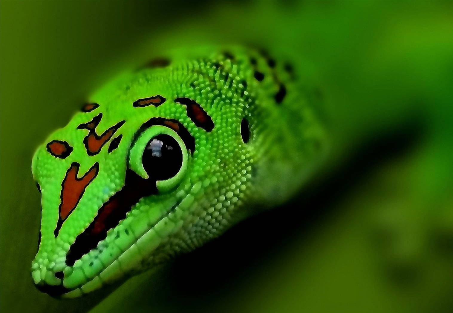 Green Phelsuma Grandis Gecko Head Background