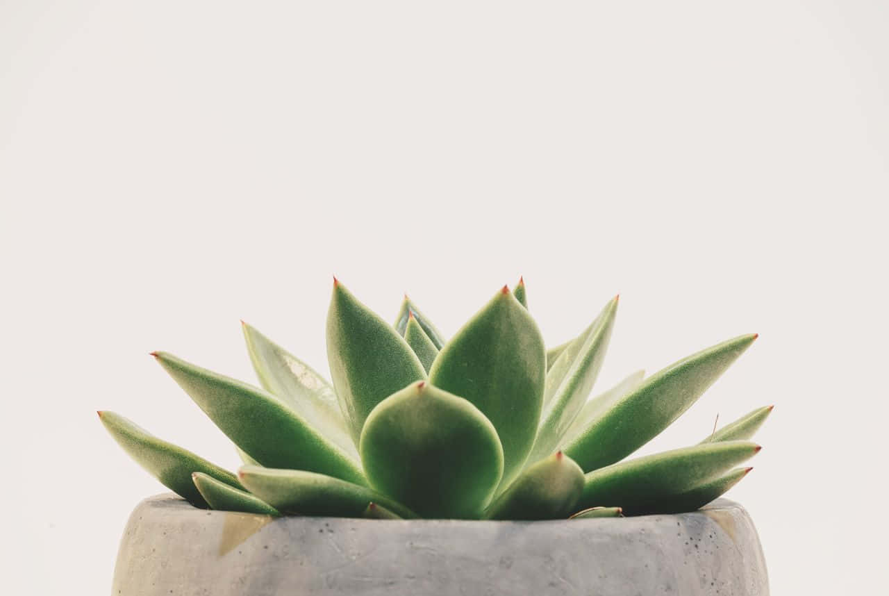 Green Plant Aesthetic Echeveria