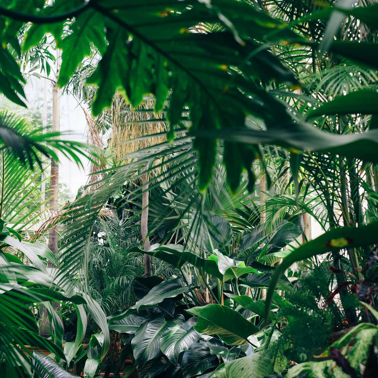 Green Plant Aesthetic Forest