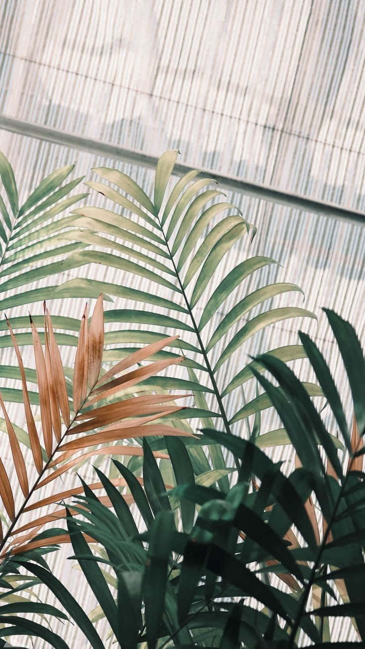Green Plant Aesthetic Iphone Background