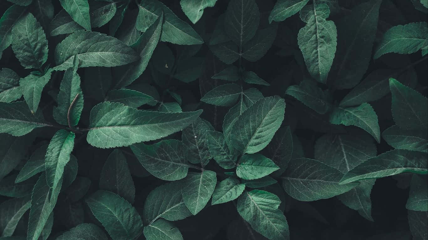 Green Plant Aesthetic Leaves Background