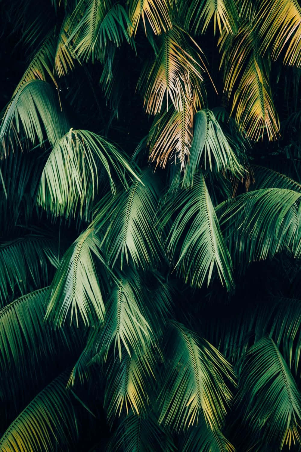 Green Plant Aesthetic Palm Tree