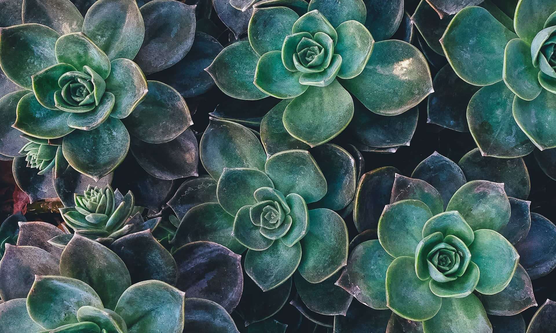Green Plant Aesthetic Succulent