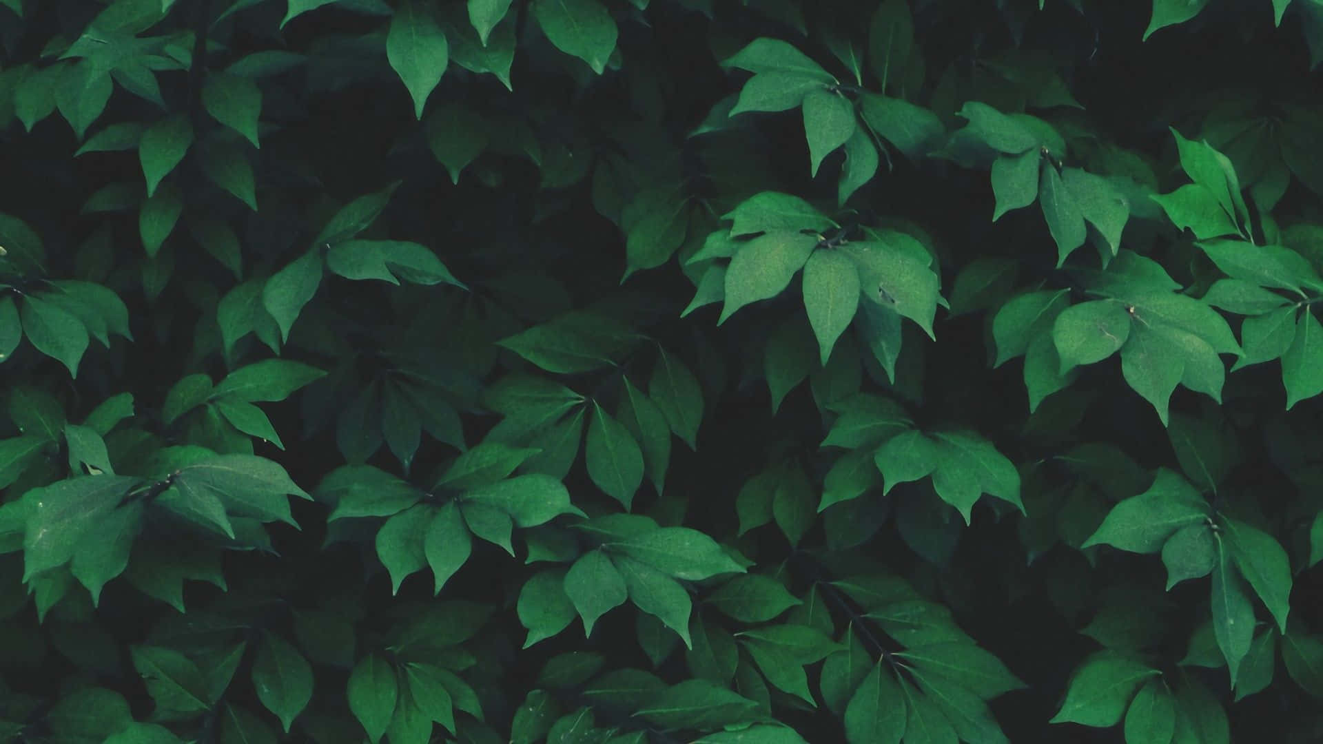 Green Plants Aesthetic Background