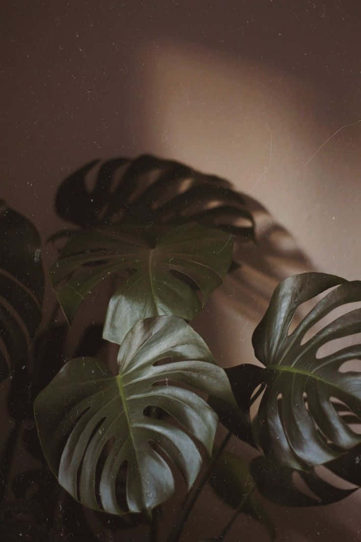 Green Plants And Brown Wall Paint Interior Background