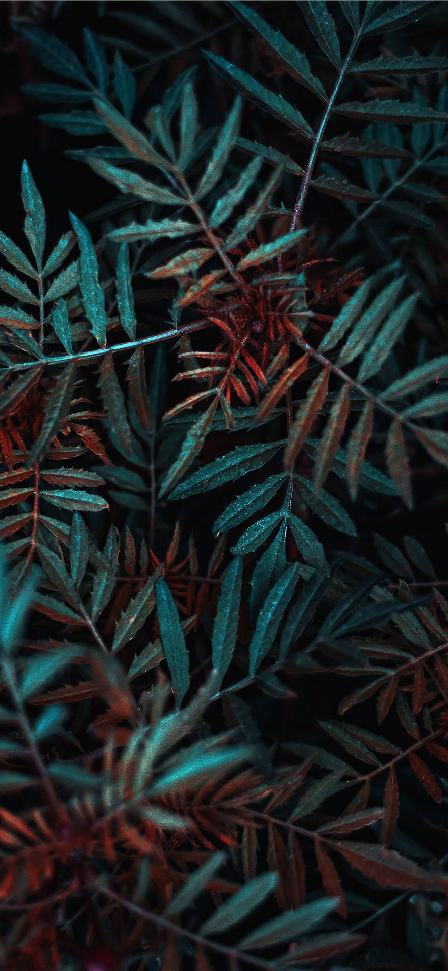 Green Plants Close Up Photography Background