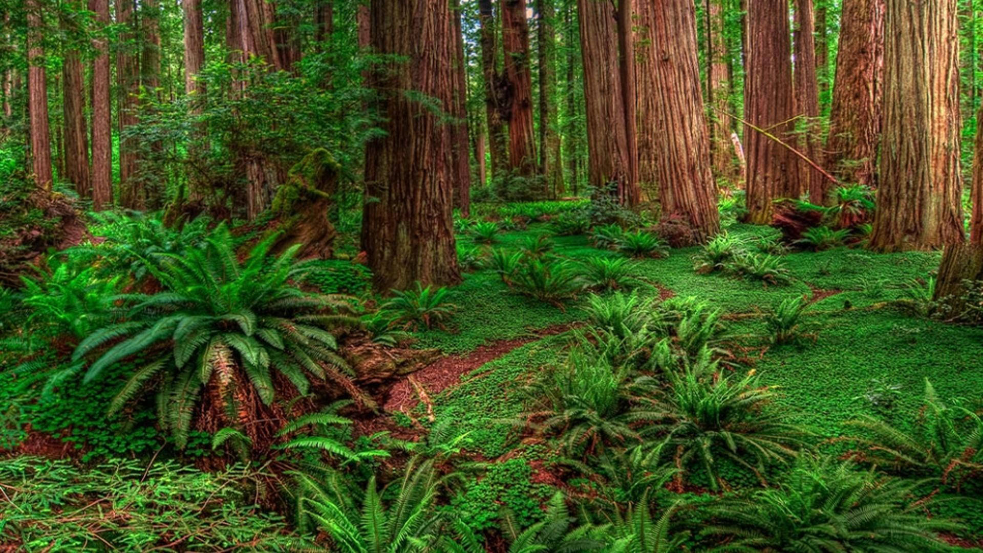 Green Plants Of Redwood Forest Background