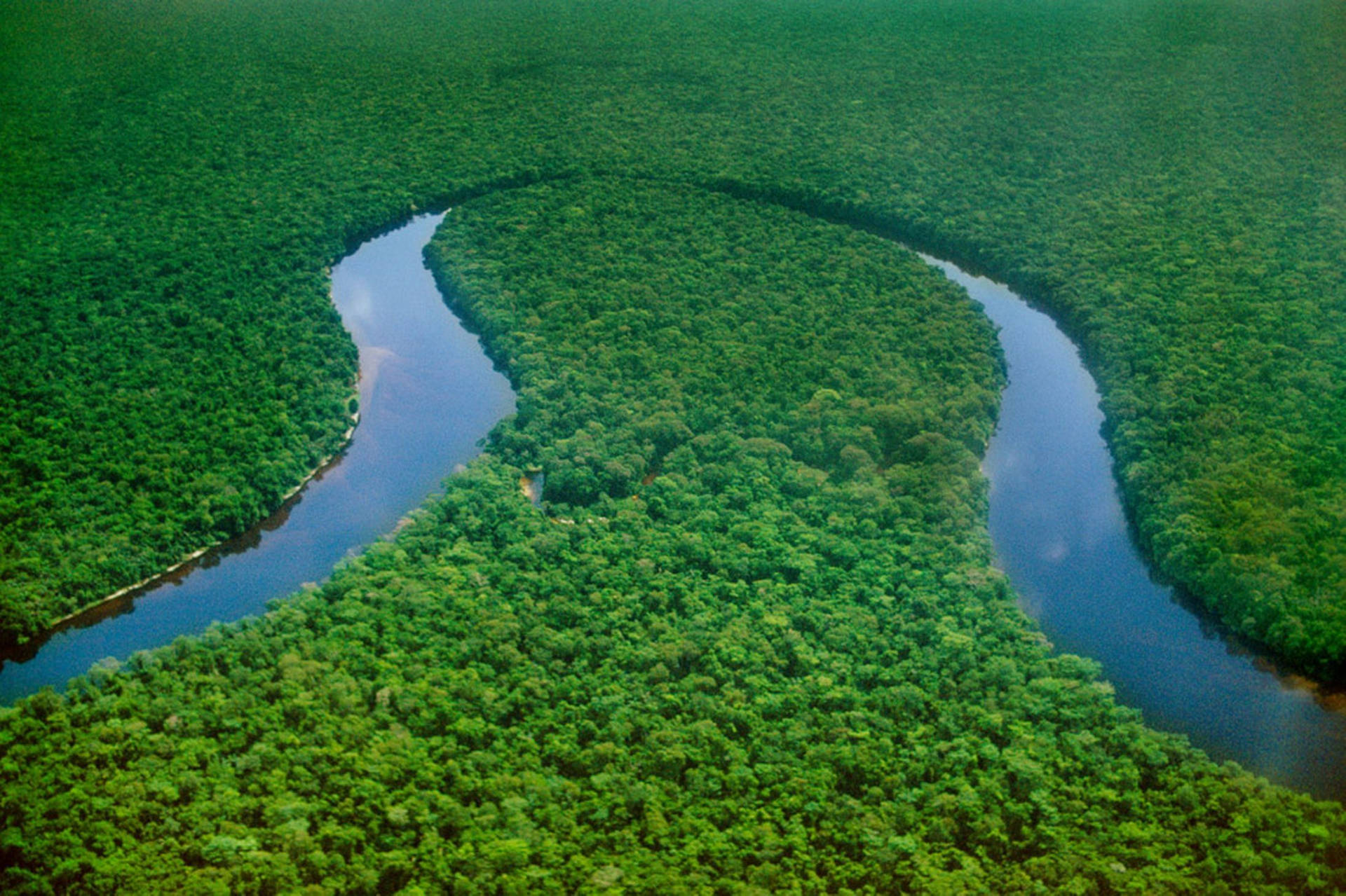 Green Plants On River Congo Background