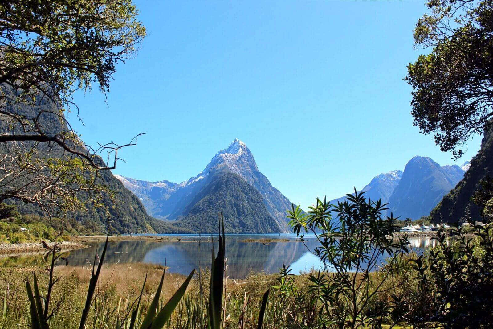 Green Plants Trees Milford Sound Background