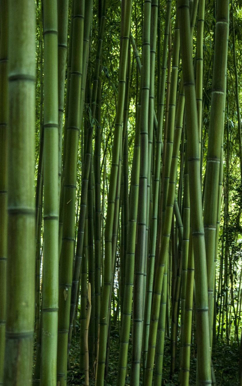 Green Poles In Bamboo Forest Iphone