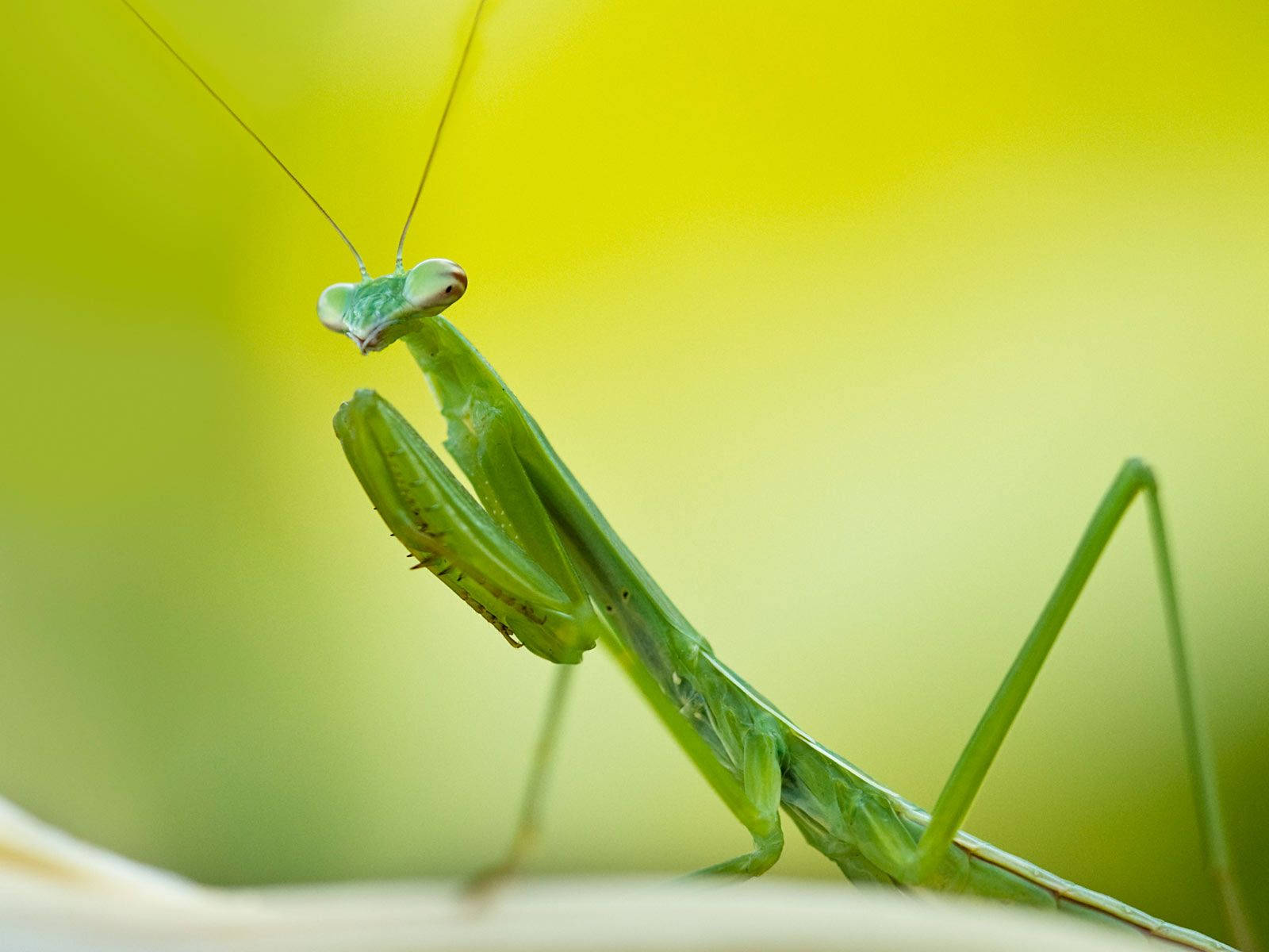 Green Praying Mantis Background