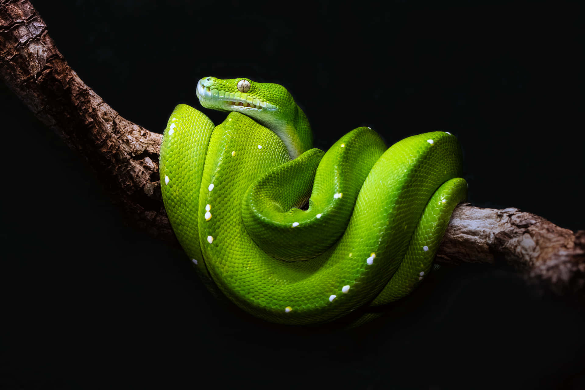 Green Python On A Branch With Black Background Background