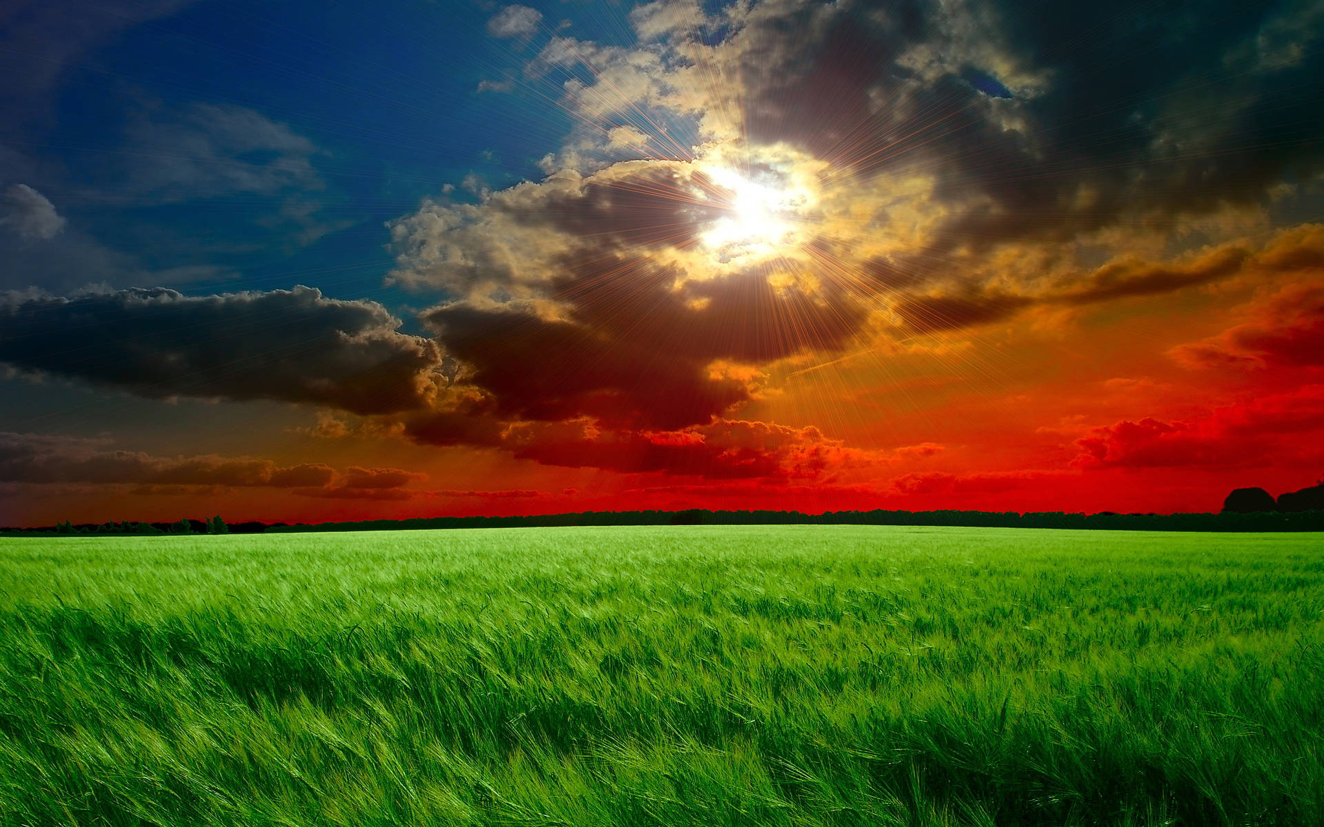 Green Rice Field Sunset Desktop Background