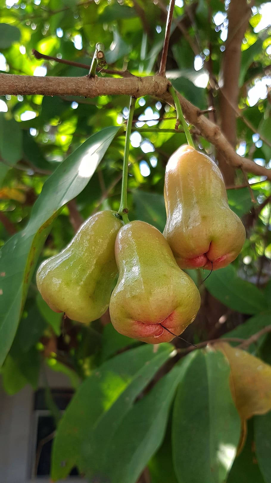 Green Ripening Rose Apples