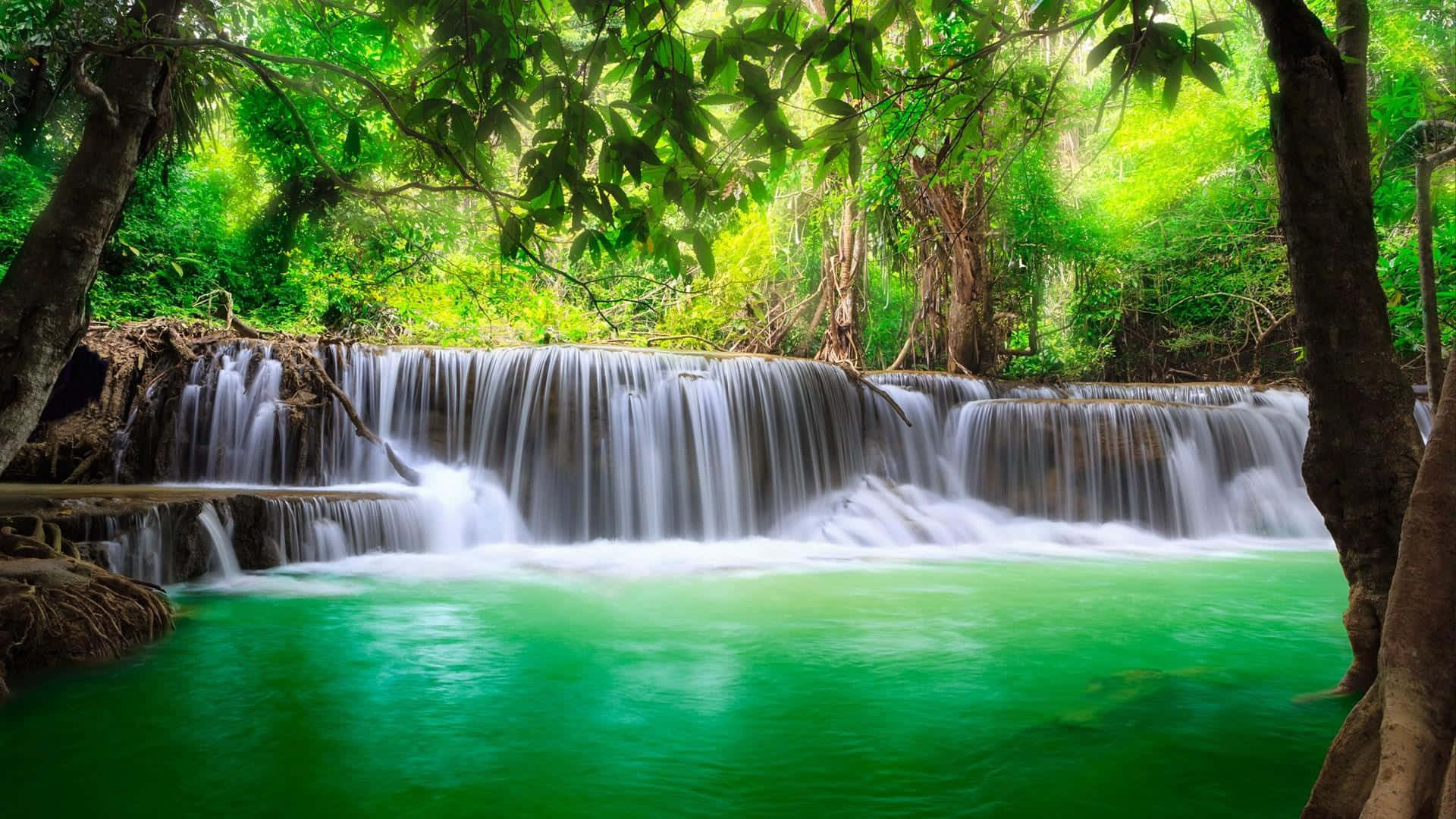 Green River Tropical Forest Photography Background