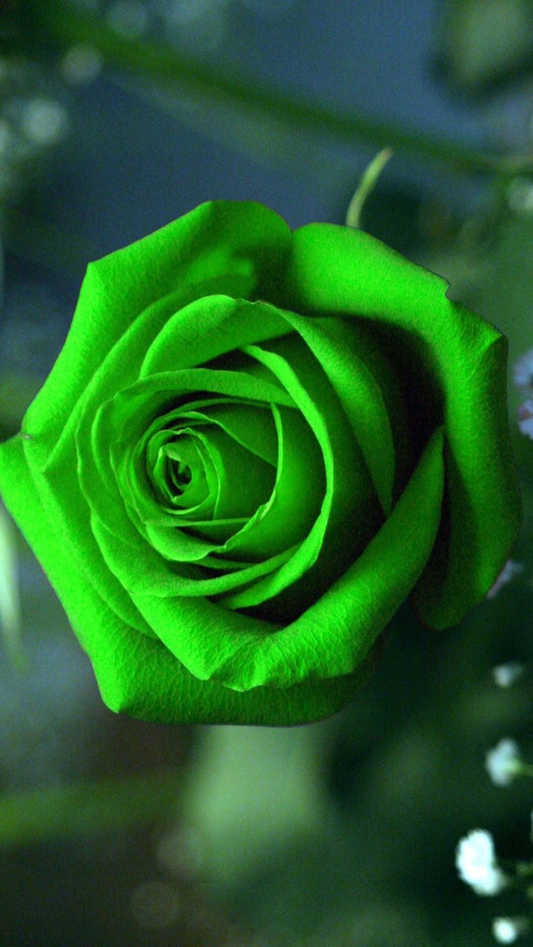 Green Rose Mobile Background