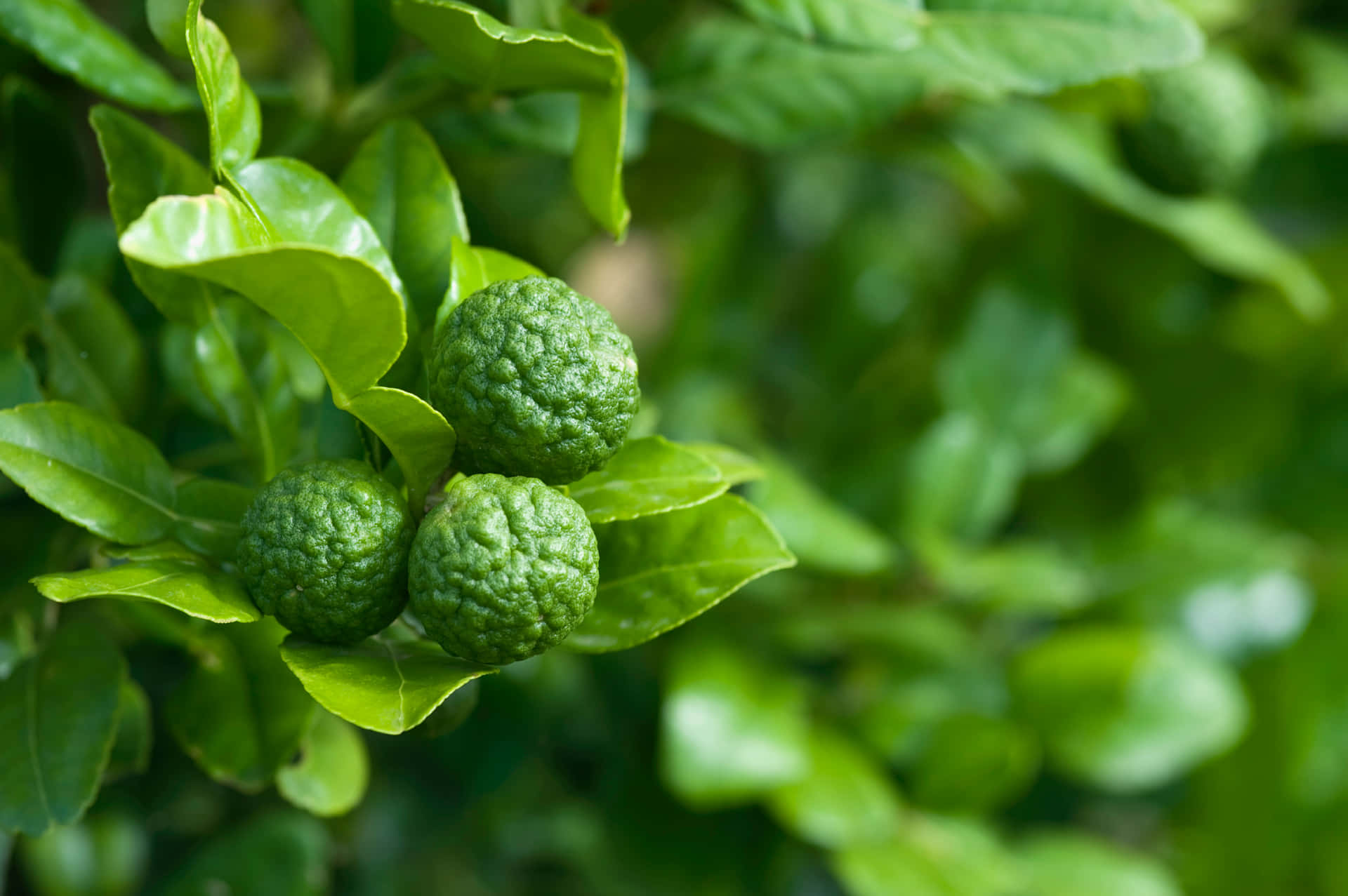 Green Round Kaffir Lime Fruits Background