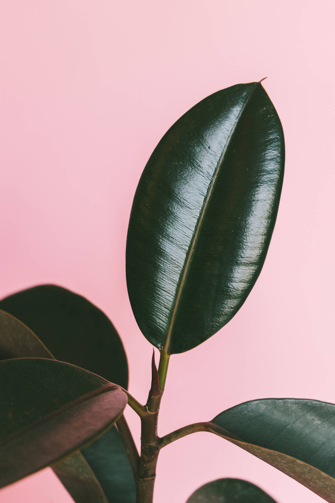 Green Rubber Plant Aesthetic On Pink Background Background