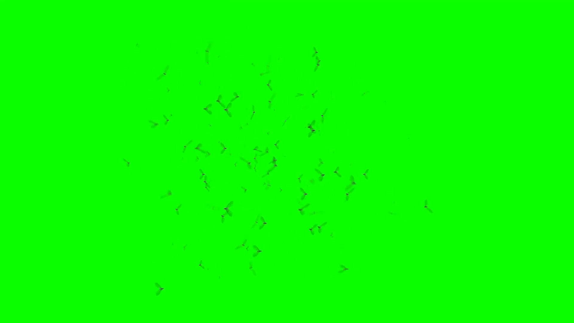 Green Screen Insects Background