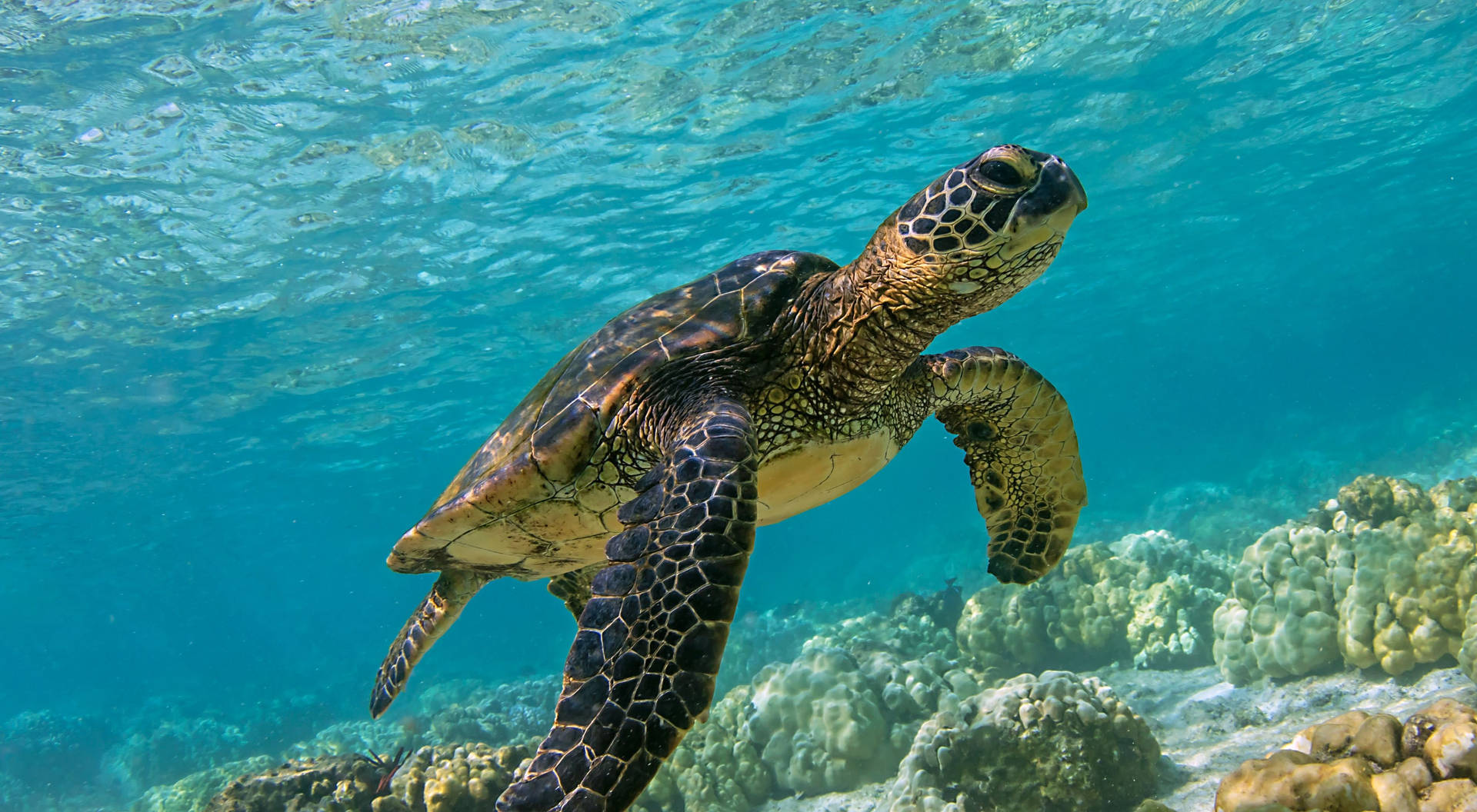 Green Sea Turtle Chelonia Mydas Photography Background