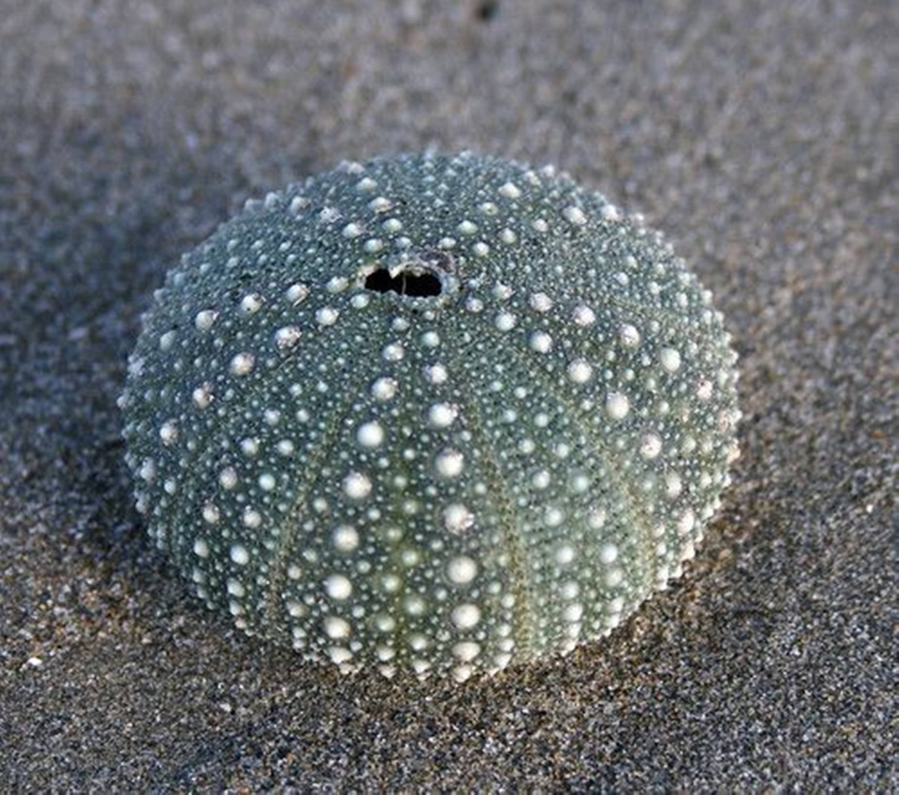 Green Sea Urchin Shell On Sand Background