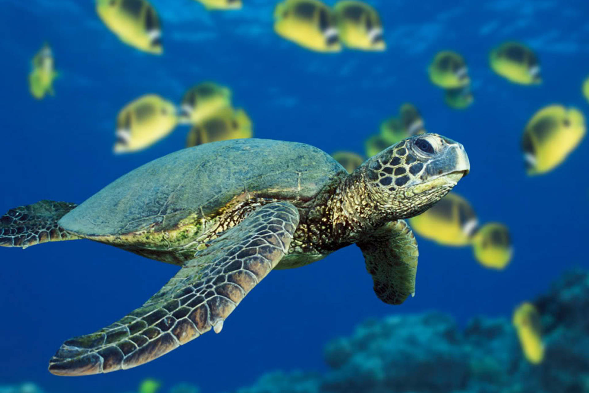 Green Sea Water Turtle Photography Background