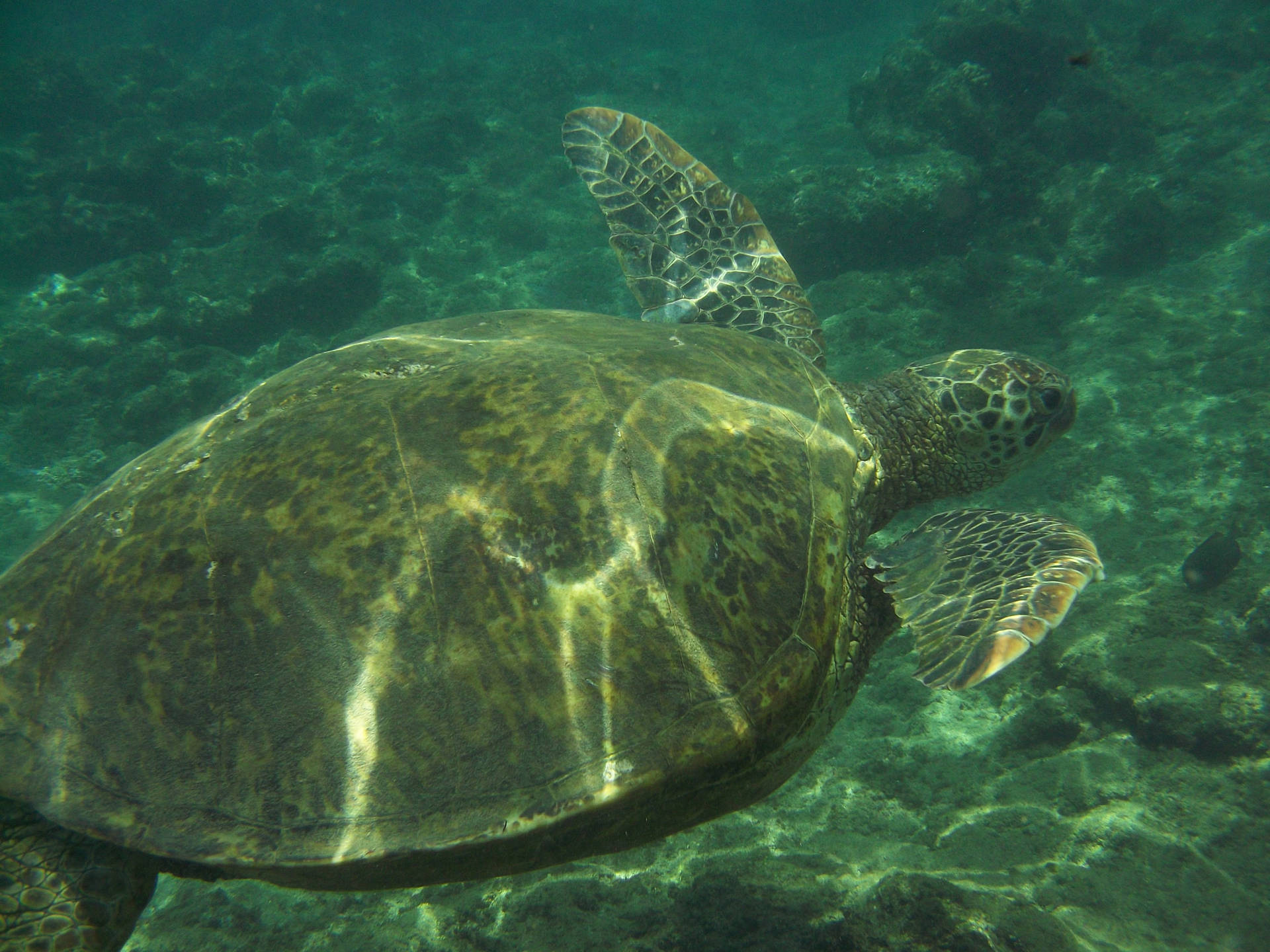 Green Sea Water Turtle Photography Background