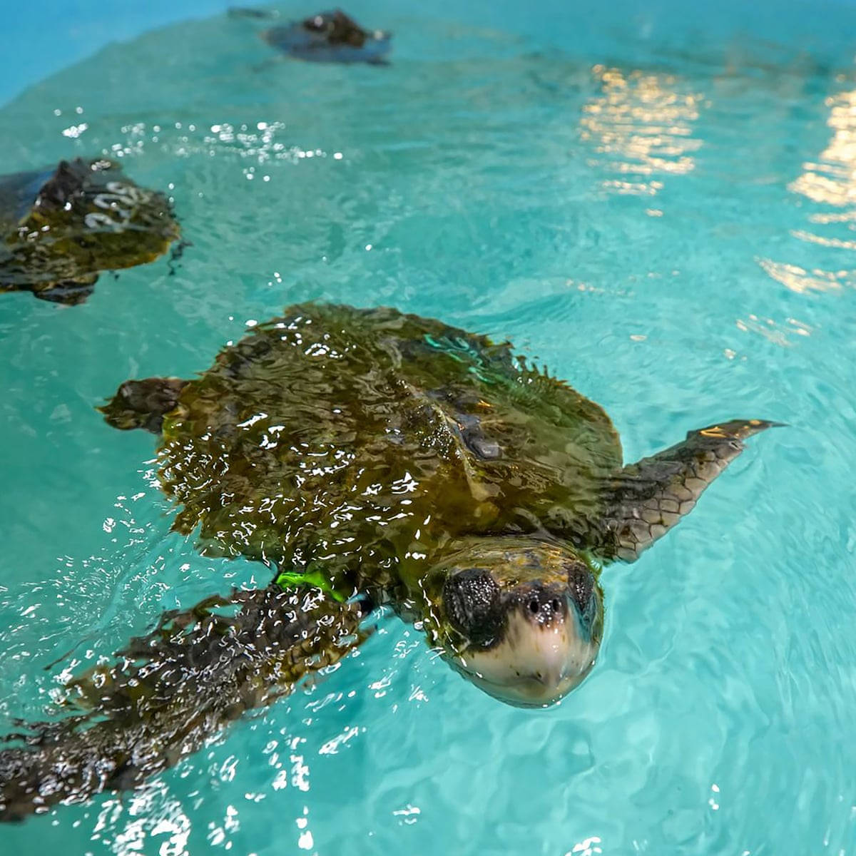 Green Sea Water Turtle Pool Swimming Photography Background