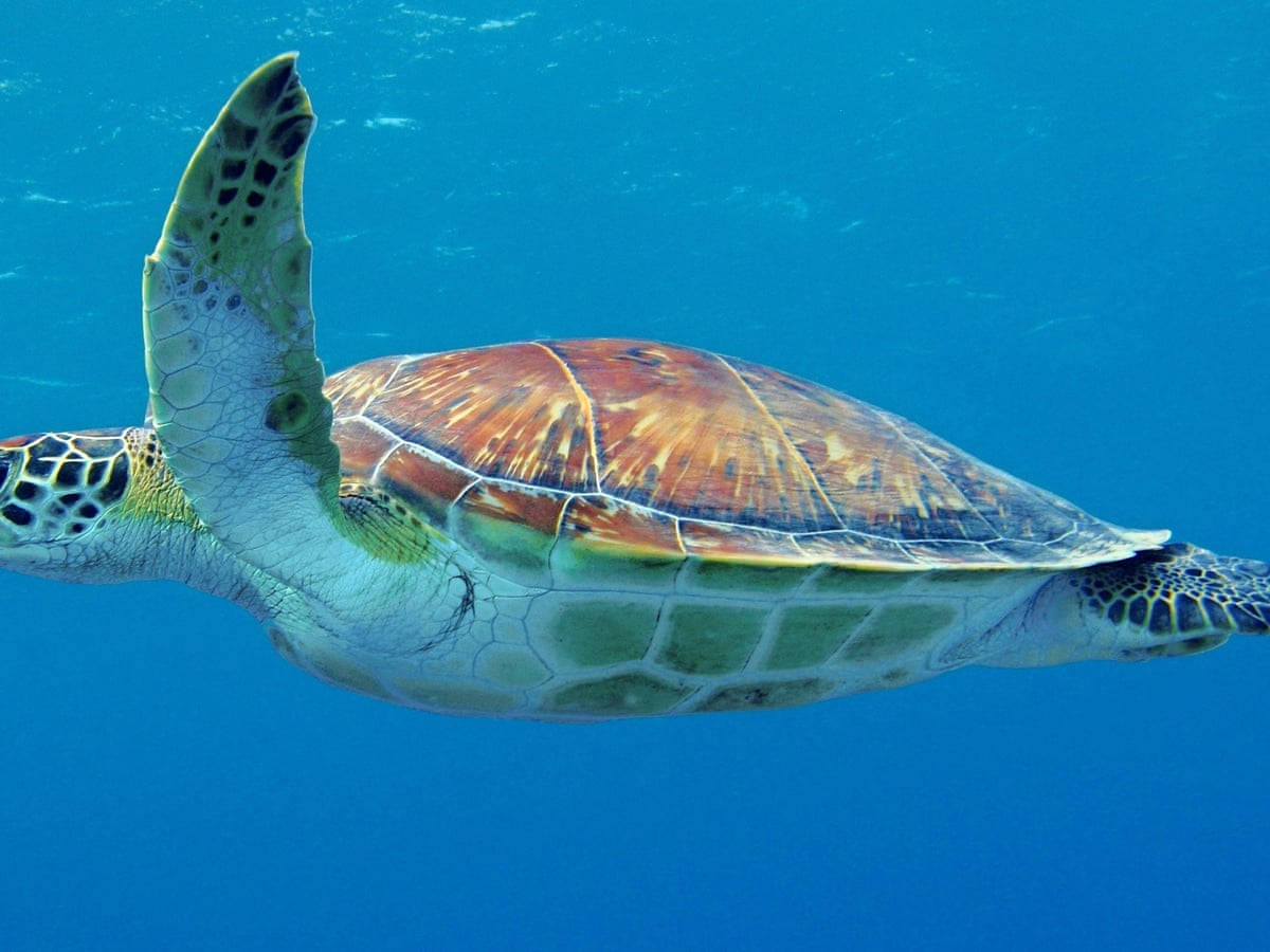 Green Sea Water Turtle Swimming Blue Ocean Photography Background