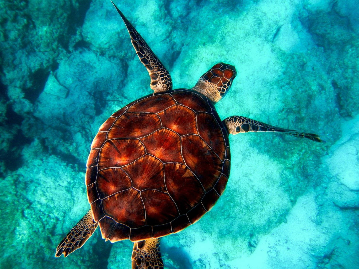 Green Sea Water Turtle Top View Photography Background