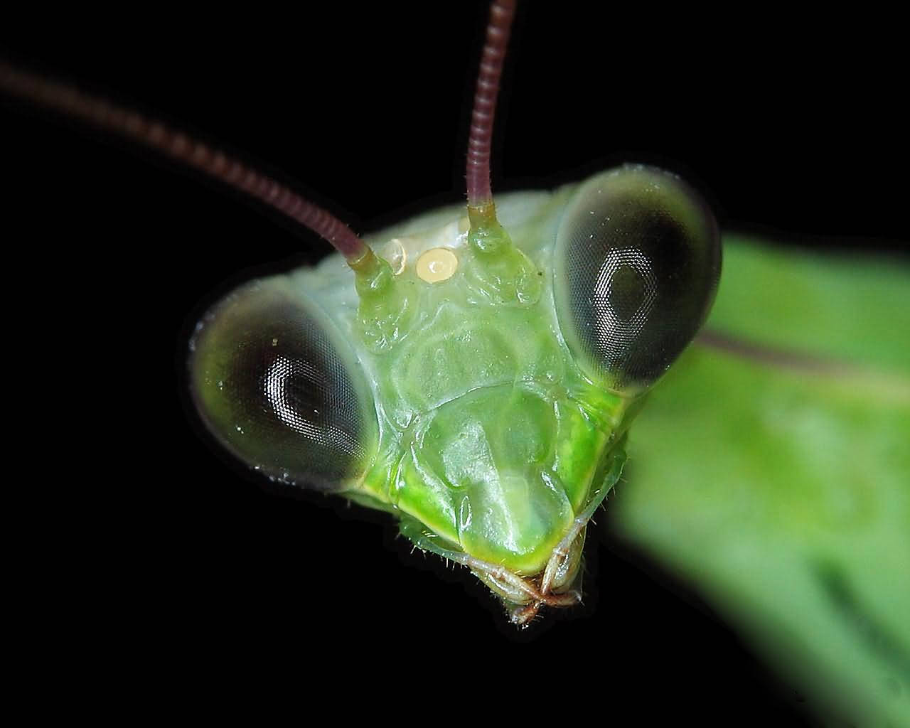 Green Silver Eyer Praying Mantis Background