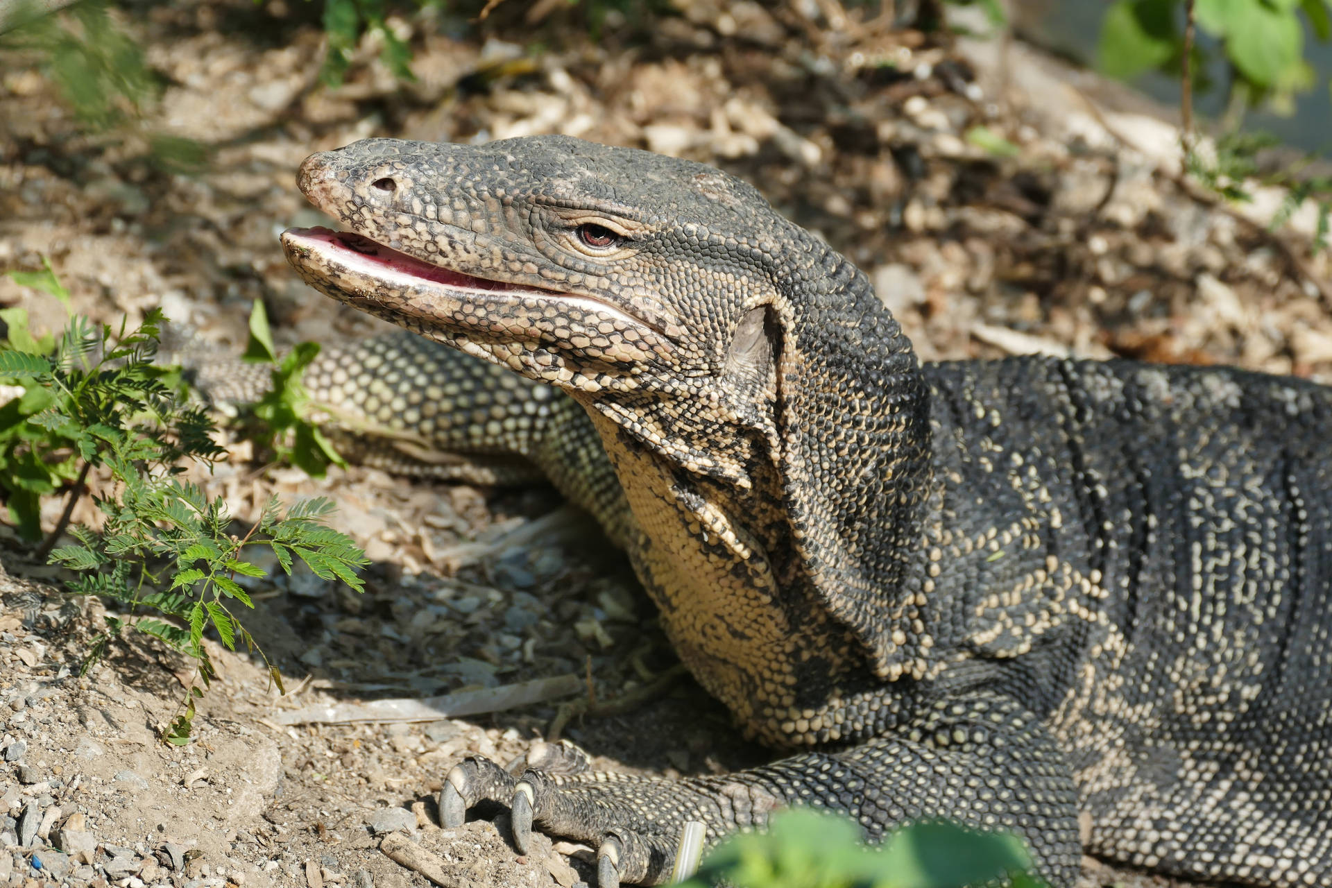 Green Skinned Asian Monitor Lizard Reptile