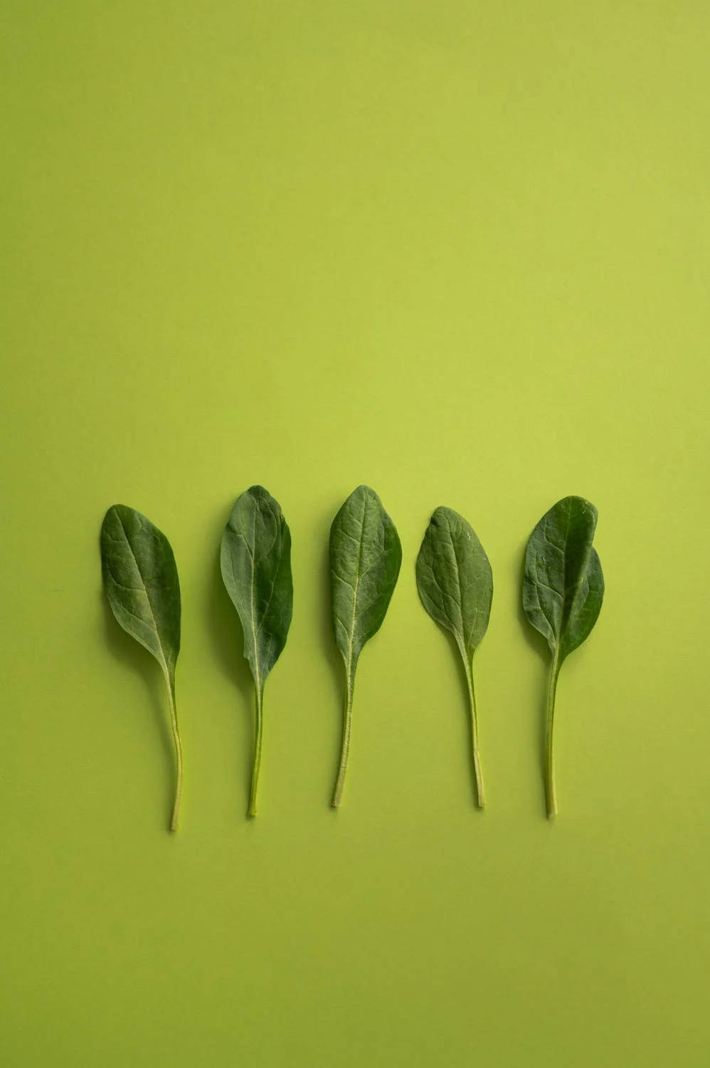 Green Spinach Background