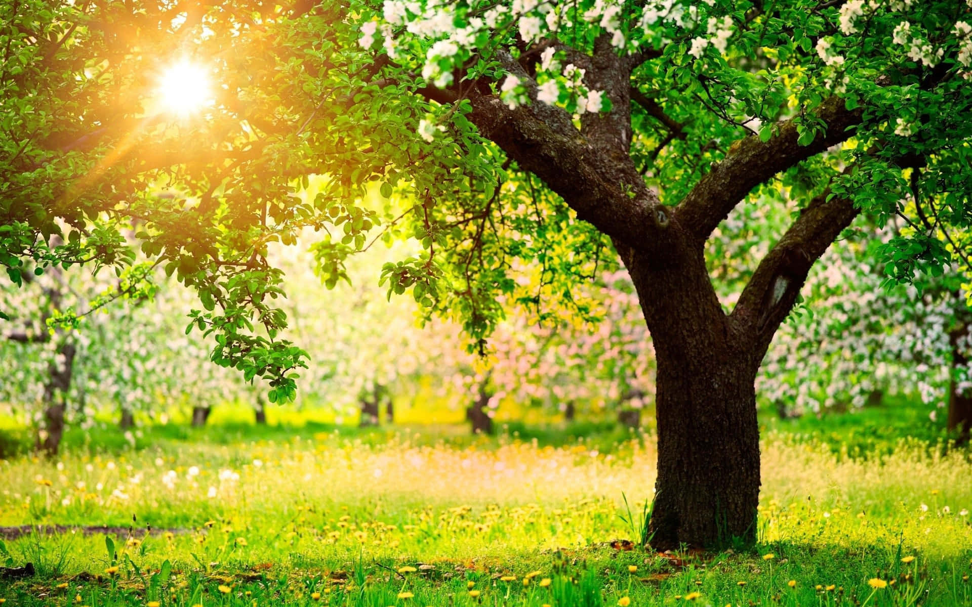 Green Spring Park With Trees And Sunlight Background