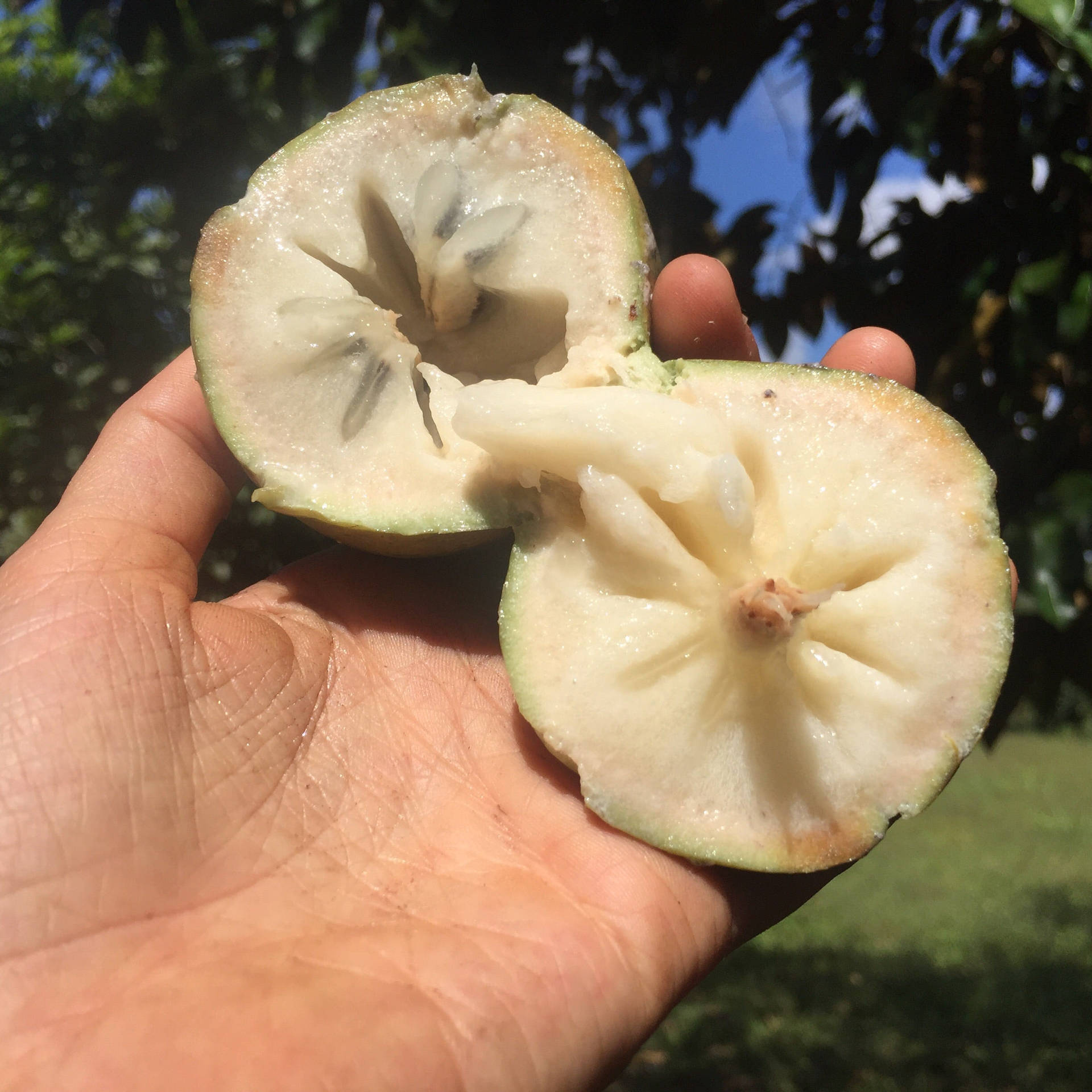 Green Star Apple