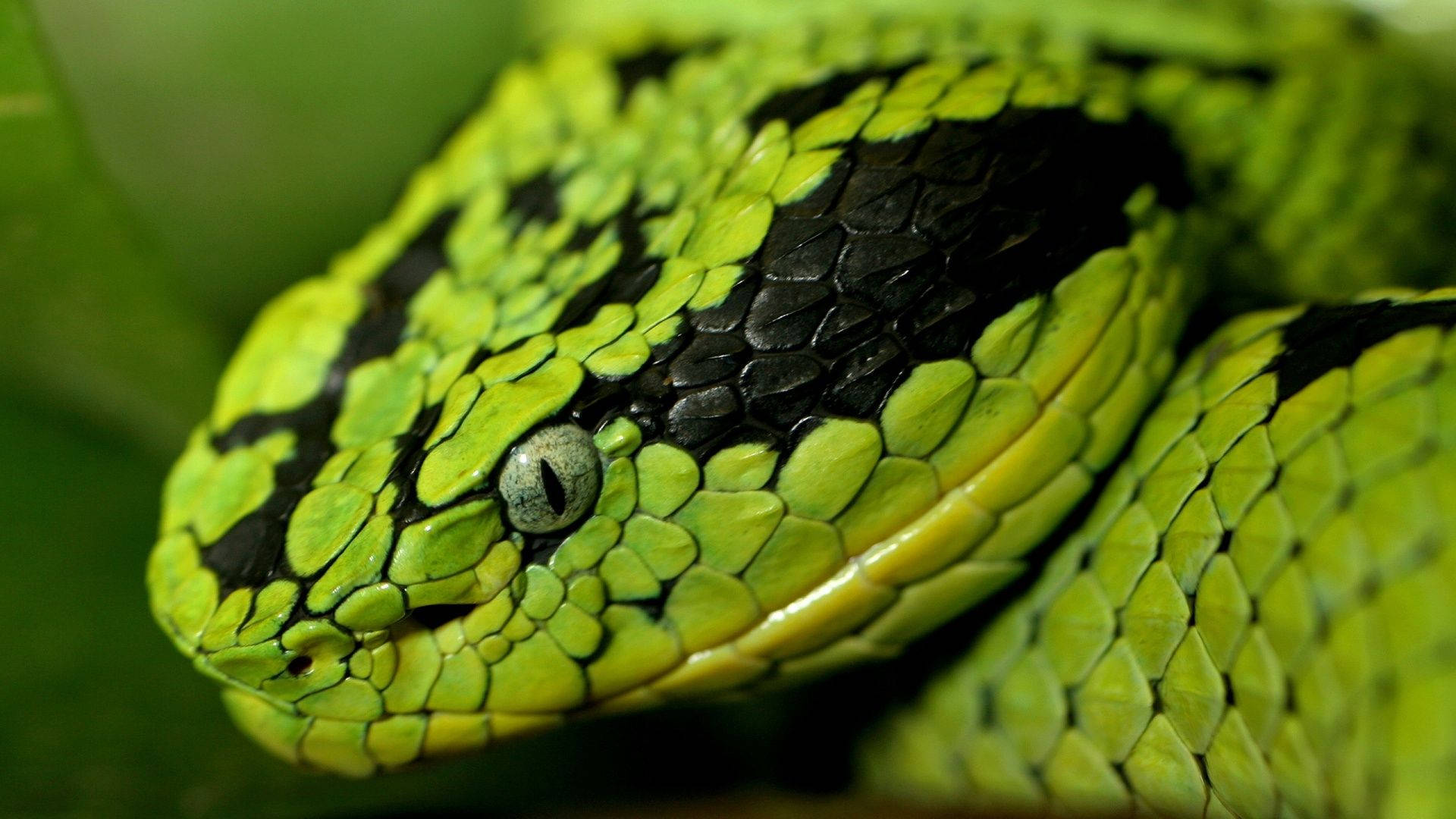 Green Striped Snake Background