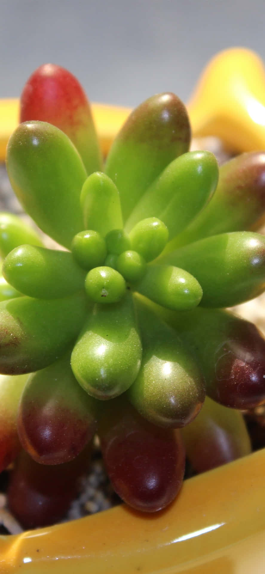 Green Succulent Iphone Close-up Background