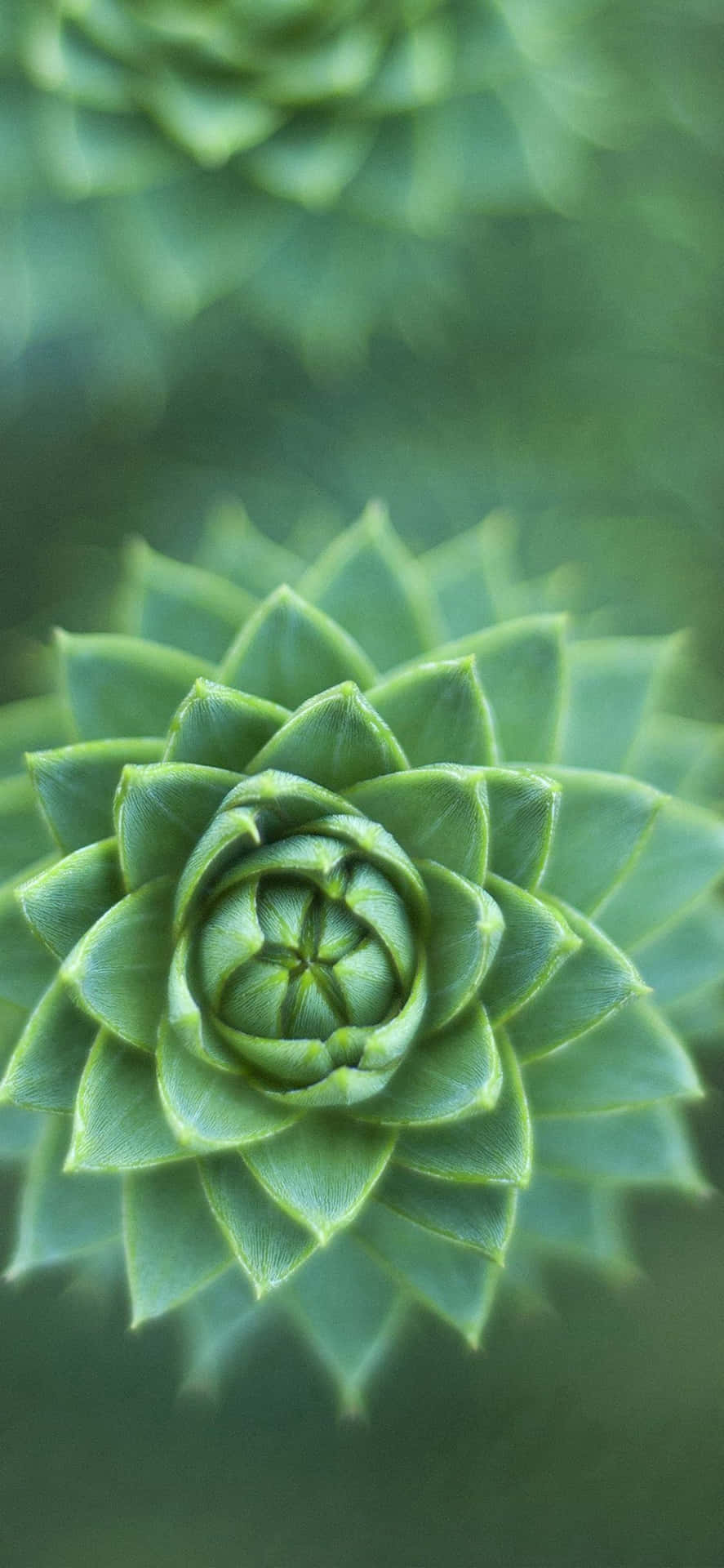 Green Succulent Plant Nature Iphone Background