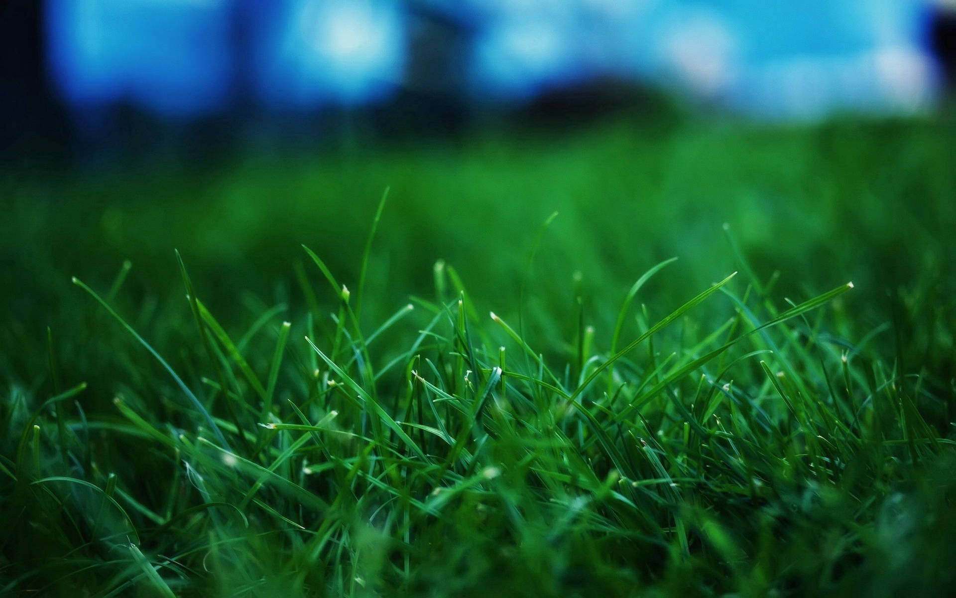Green Summer Lawn Background