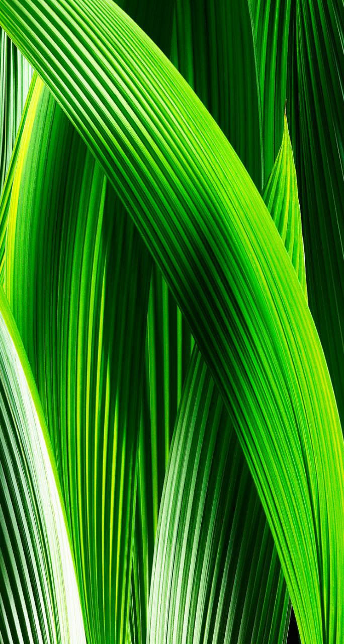 Green Symmetrical Leaves Original Iphone 7