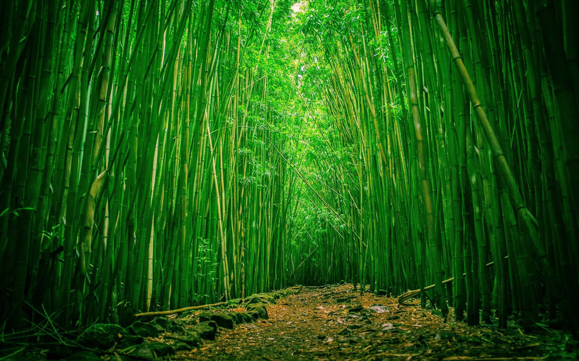 Green Tall Bamboo Trees Background
