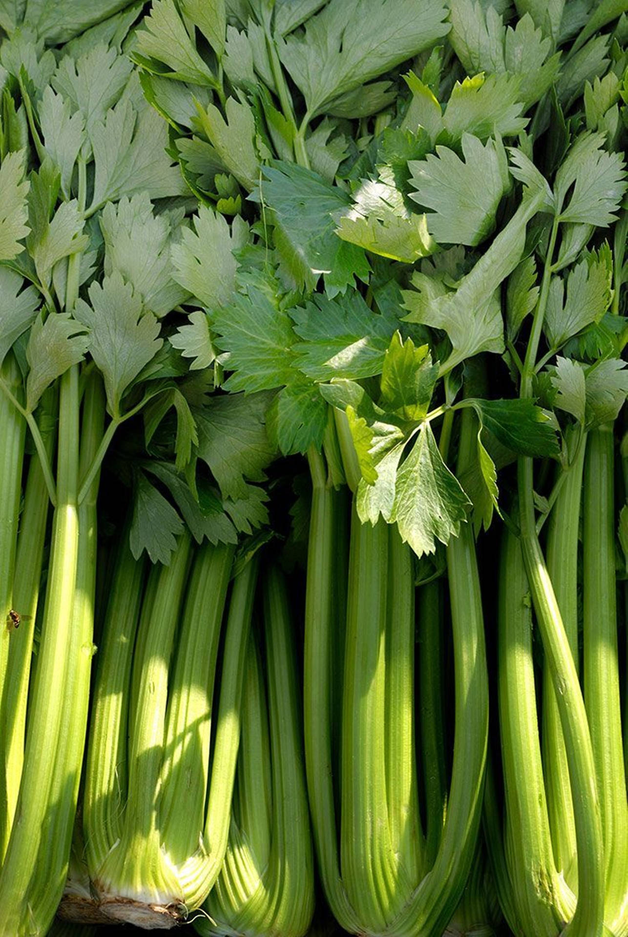 Green Tall Green Bunches Background