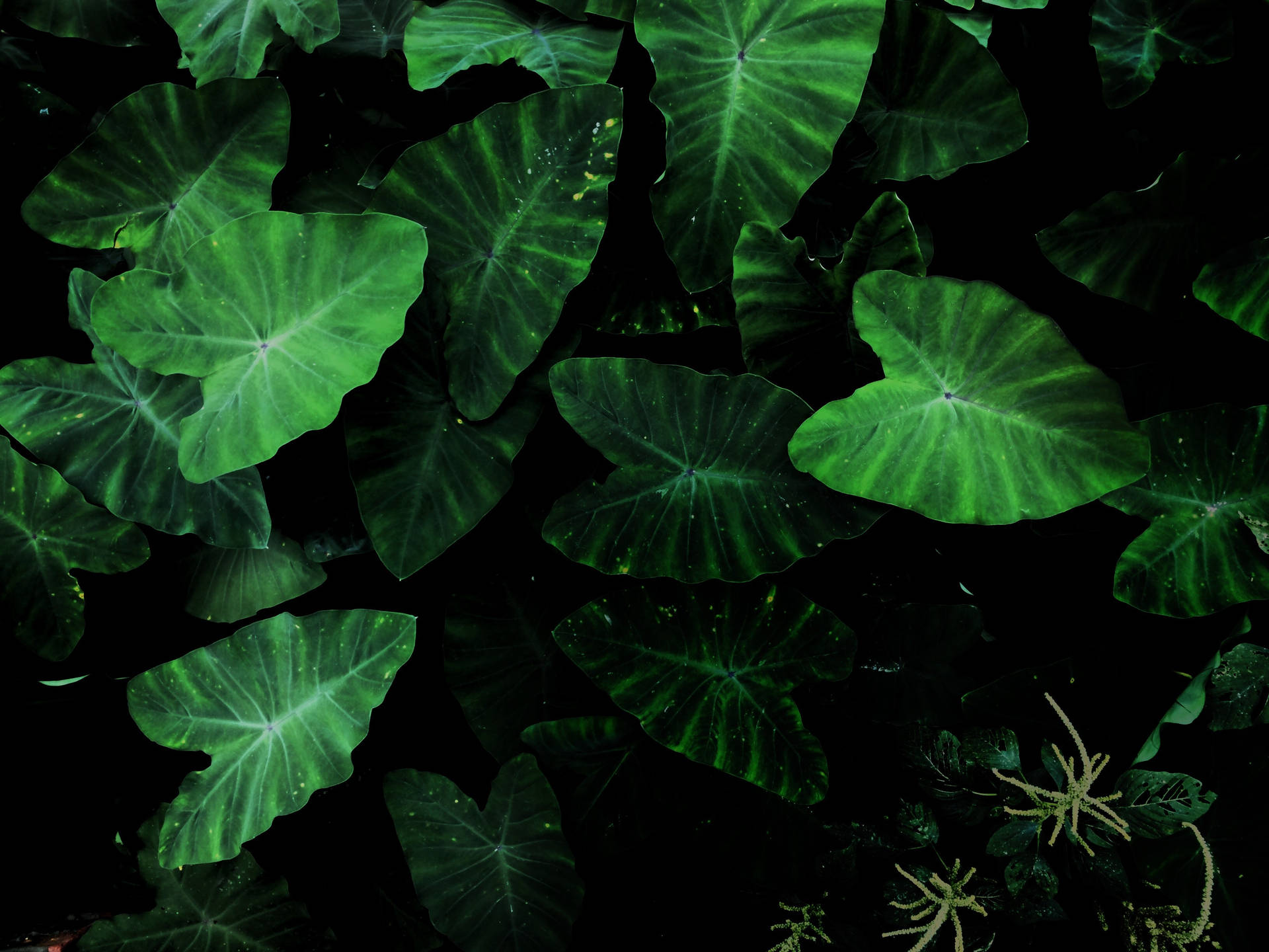 Green Tarot Plant 4k Hd Laptop Background